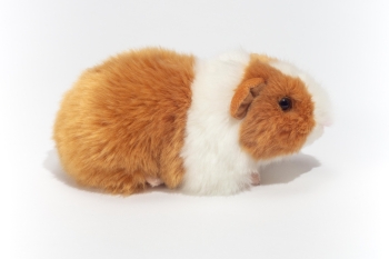 Plüschtier Meerschweinchen gold-weiß 20cm